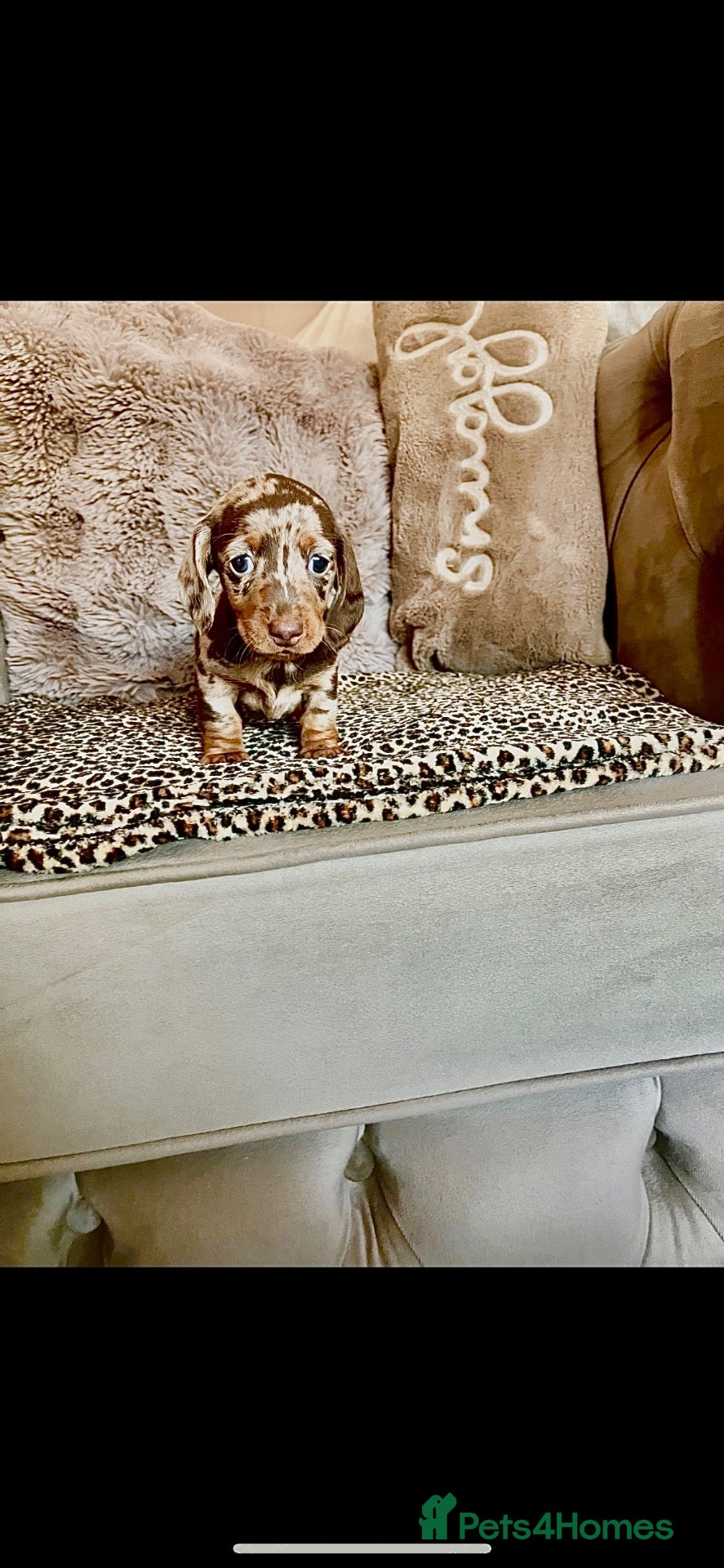 Miniature Dachshund dogs 2 female mini dachshunds  - Advert 3