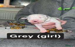 Mixed Breed dogs for sale: Dalmatian/Labrador cross staffy  - Image 8