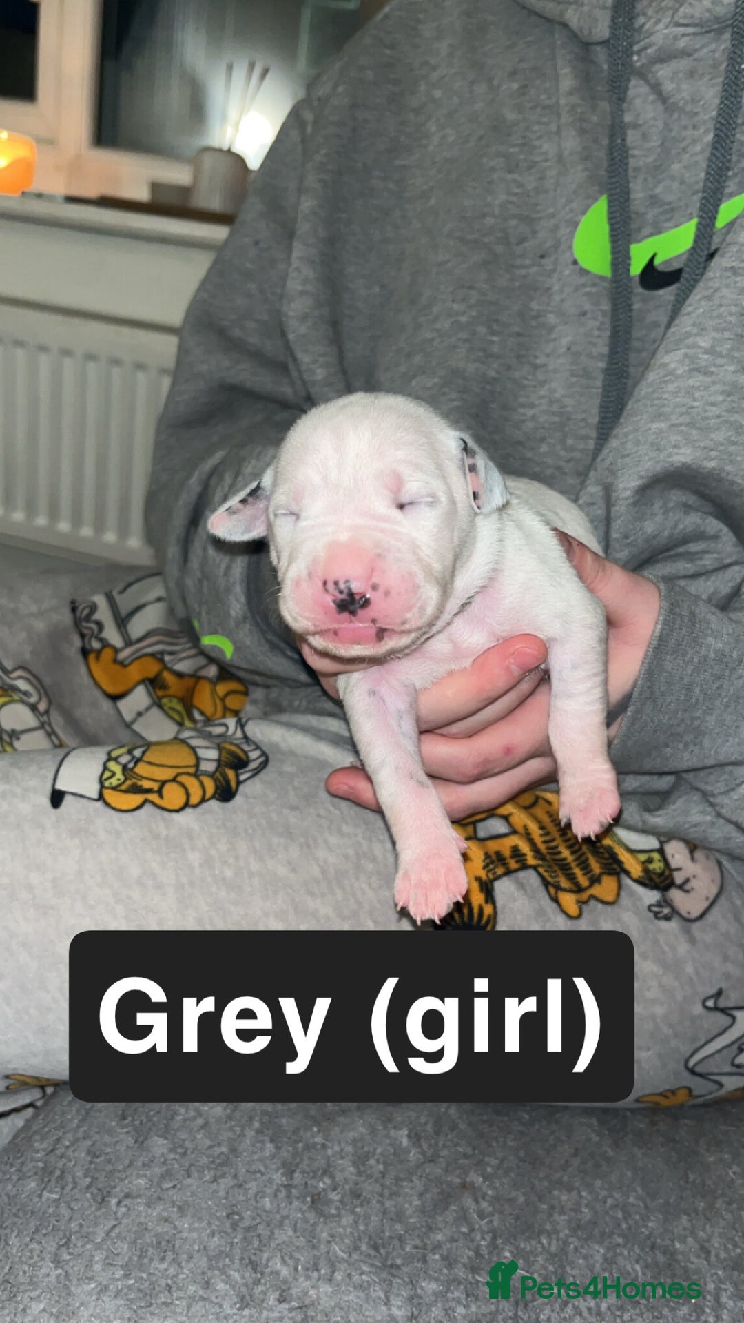 Mixed Breed dogs for sale: Dalmatian/Labrador cross staffy  - Image 8