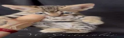 Savannah cats for sale: Exceptional Quality Tica Regist. Savannah kittens - Advert 19