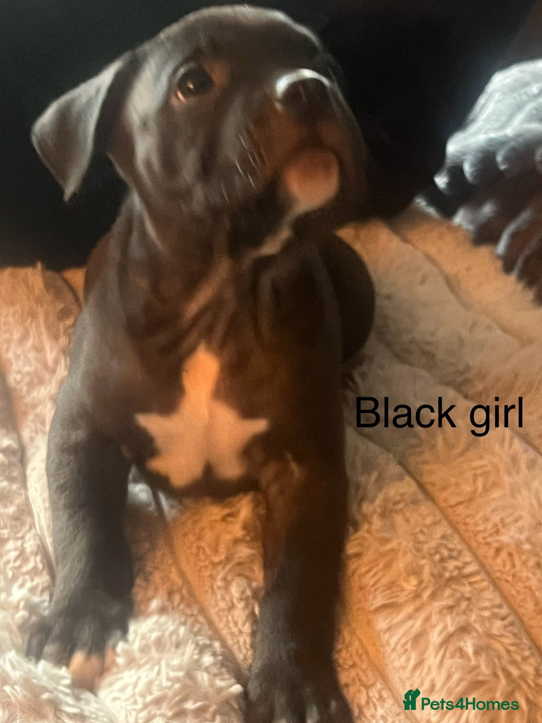 American Bully dogs for sale: Ready now! ABKC pocket bullies for sale.  - Advert 4