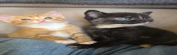 Mixed Breed cats for sale: 2 boy gingers 1 girl mixed  in Saint Austell - Advert 2