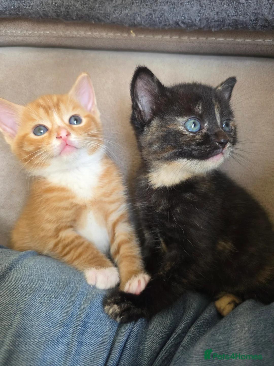 Mixed Breed cats for sale: 2 boy gingers 1 girl mixed  in Saint Austell - Advert 2