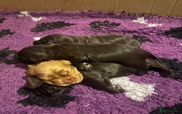 Cocker Spaniel dogs for sale: KC REG HEALTH TESTED SHOW COCKER SPANIEL PUPS - Image 5