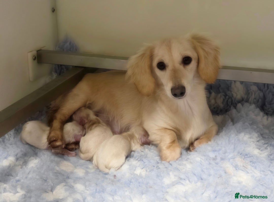 Miniature Dachshund dogs for sale: Exceptional KC White Cream Minature Dachshund  - Advert 2