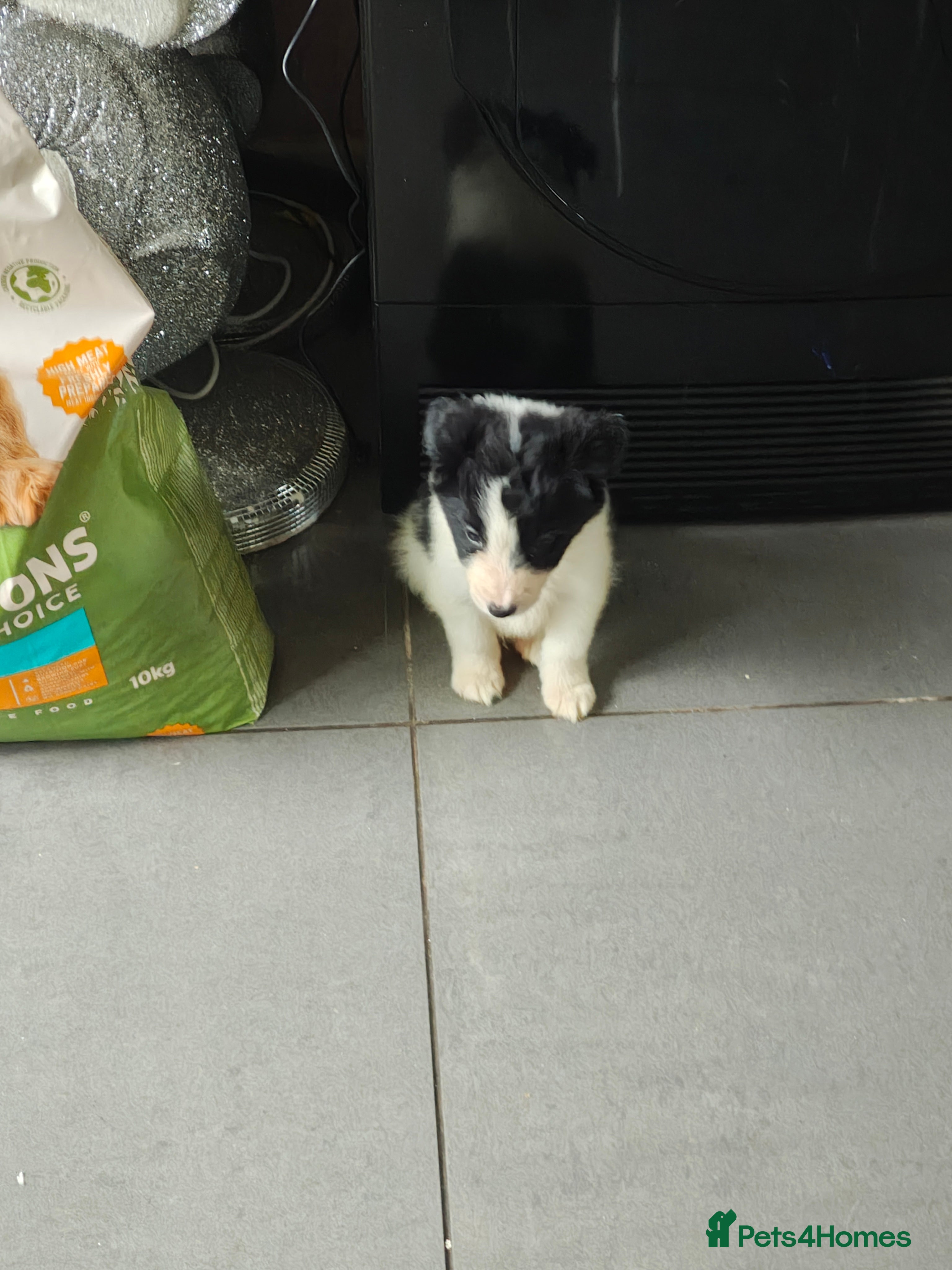 Border Collie dogs Ready now last little boy - Border collie pups - Advert 4