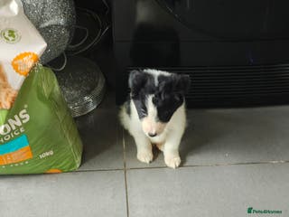 Border Collie dogs Ready now last little boy - Border collie pups - Advert 12