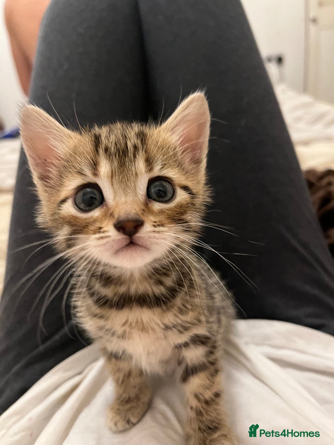 Bengal cats for sale: 🧡🖤Cinnamon & Smokey bengals🖤🧡 - Image 6