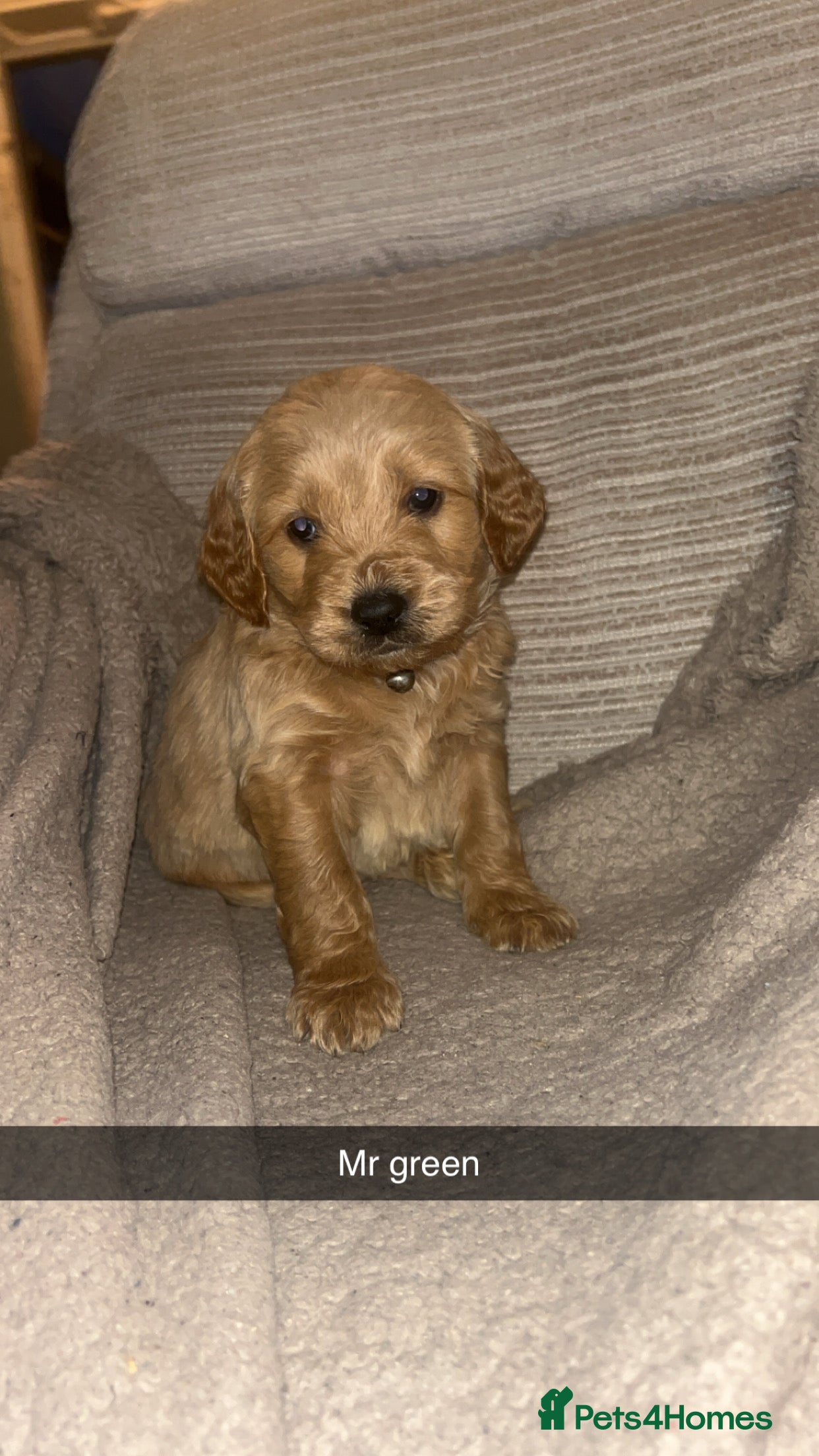 Goldendoodle dogs F1 golden doodle 5 left viewings now available. - Advert 10