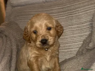 Goldendoodle dogs F1 golden doodle 5 left viewings now available. - Advert 10