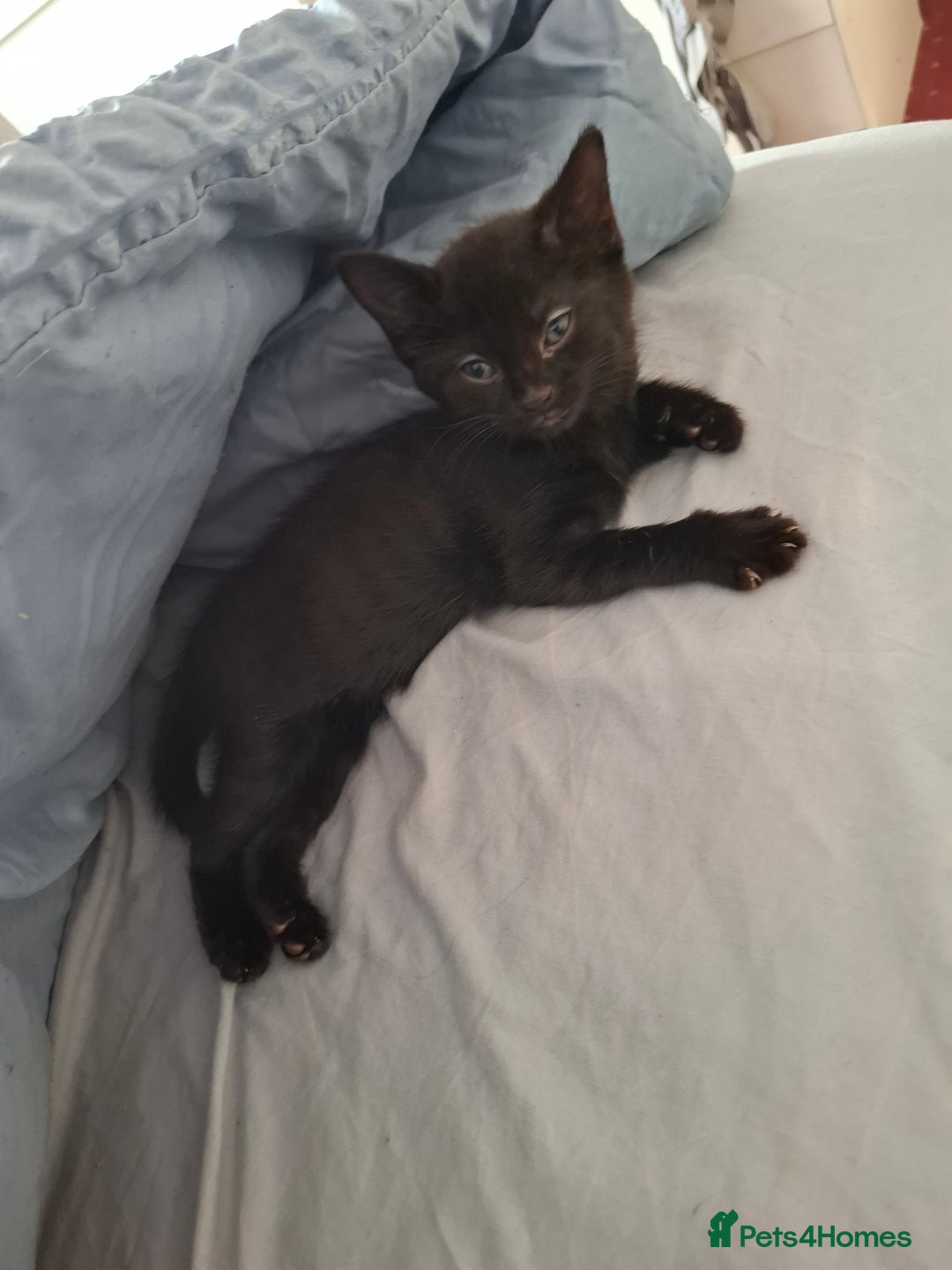 Mixed Breed cats for sale: 2 cute little kittens - Image 2