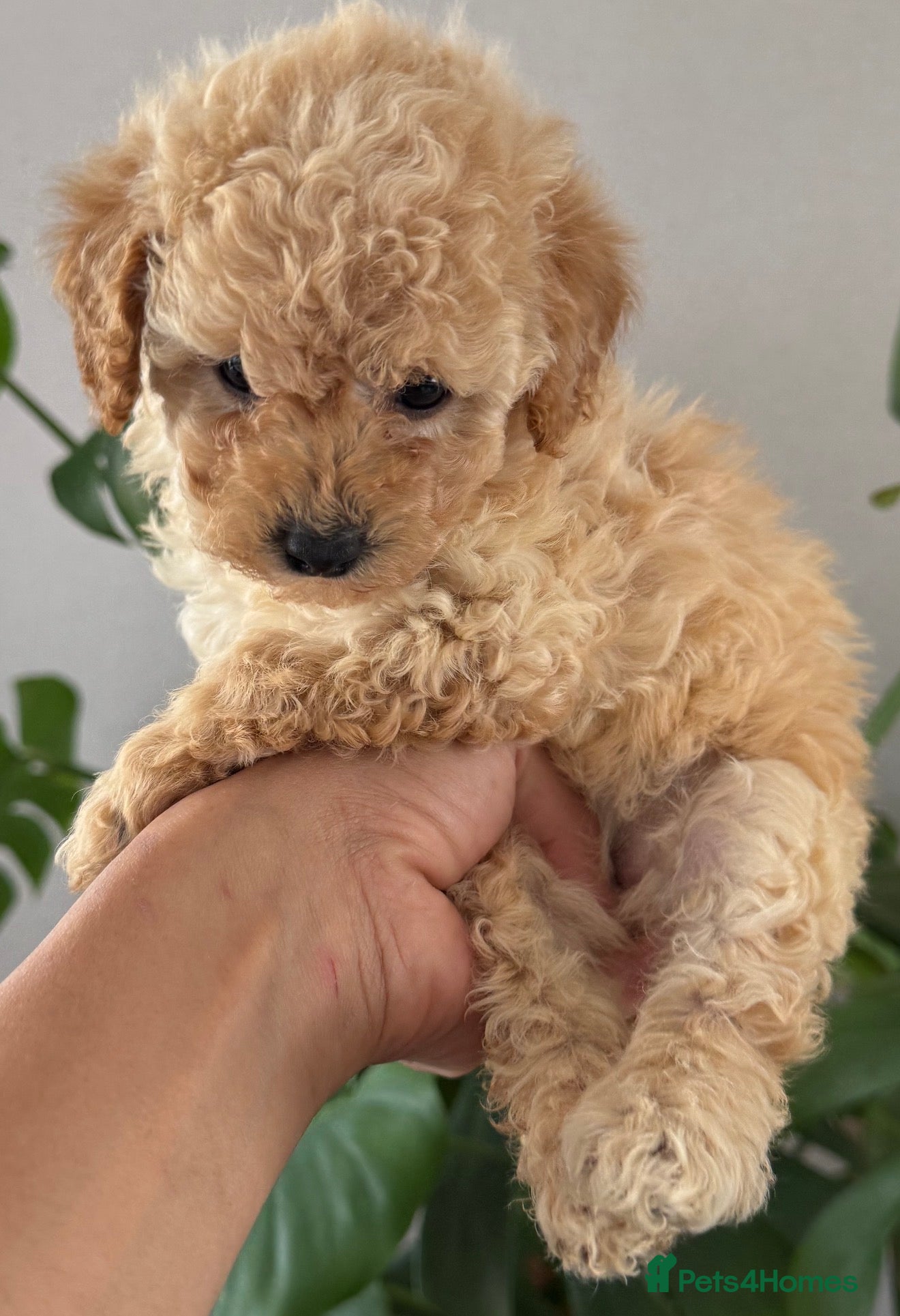 Toy Poodle dogs Toy Poodle puppies/Mom is Kc,Dad is Asian toy podl - Advert 2