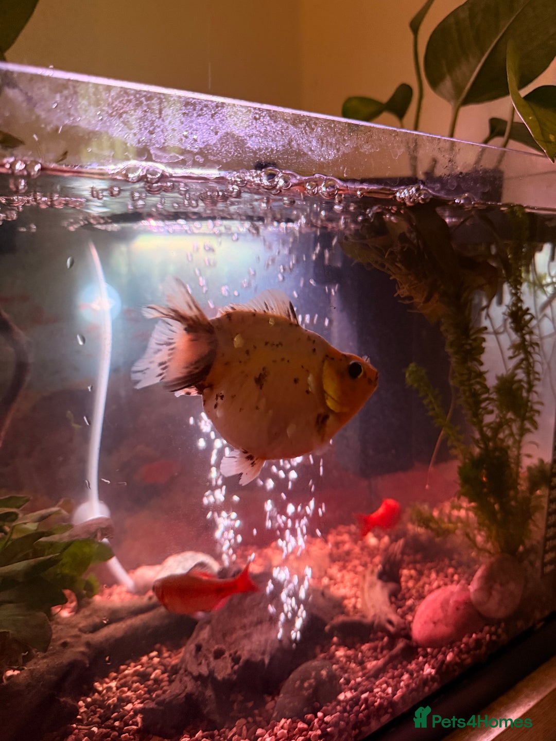 Goldfish fish for sale: Goldfish - Advert 1