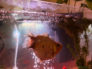 Goldfish fish Goldfish - Advert 4