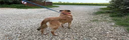 Mixed Breed dogs for adoption: Thelma - Norwich Norfolk  - Advert 3