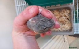 Hamster rodents for sale: Hamster for (Cage & accessories included) - Image 3