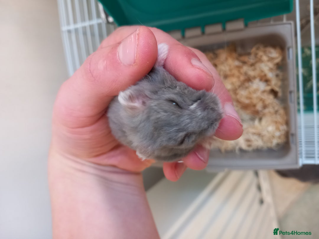 Hamster rodents for sale: Hamster for (Cage & accessories included) - Image 3