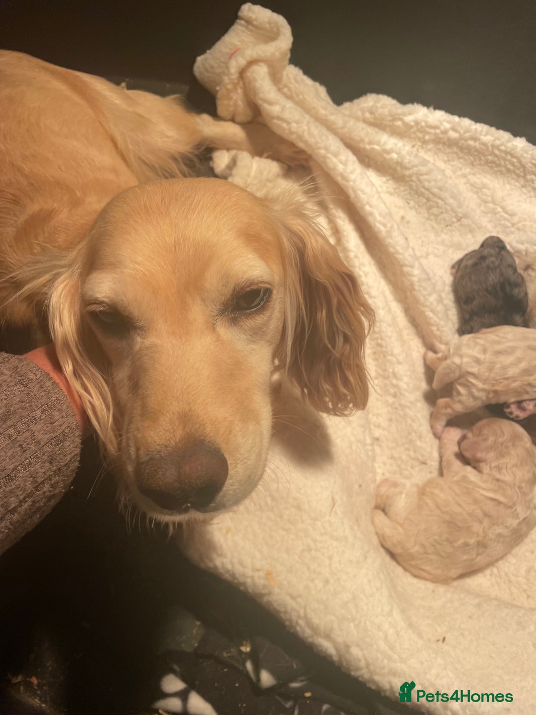 Cockapoo dogs for sale: Cockapoo puppies F1  - Image 17
