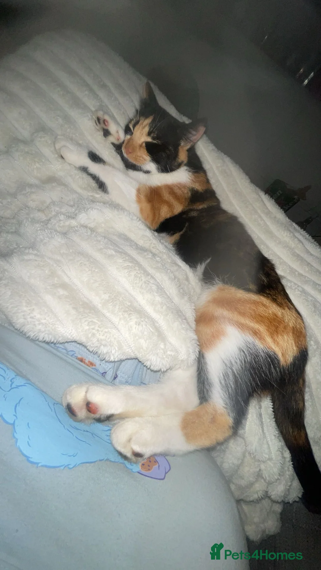 Mixed Breed cats for sale: 2 black male calico  in Consett - Advert 2