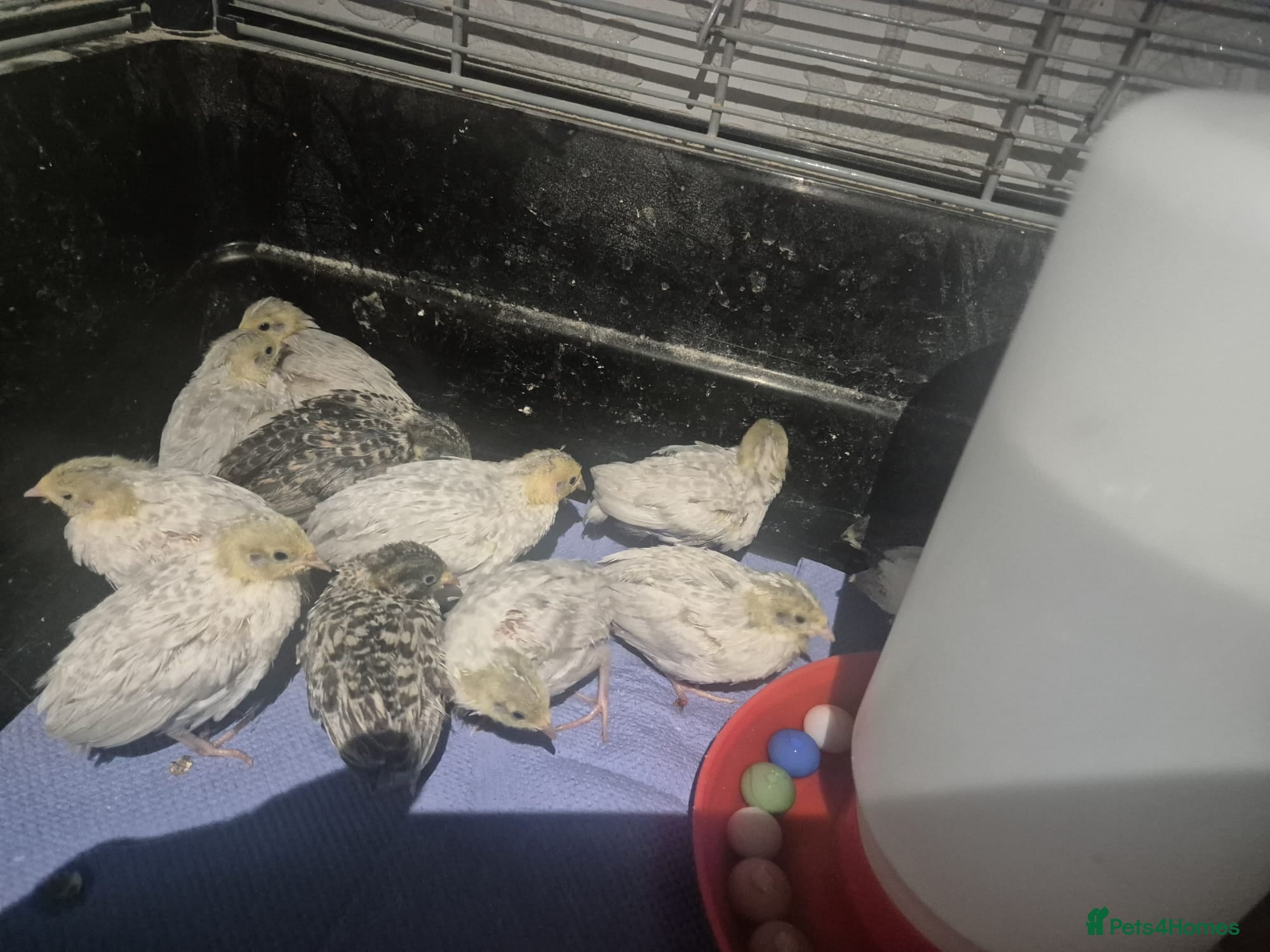 Quail poultry Mixed button quail  - Advert 1