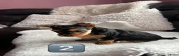 Yorkshire Terrier dogs for sale: Beautiful Female Yorkshire Terrier Puppies 🐶 in Tipton - Advert 13