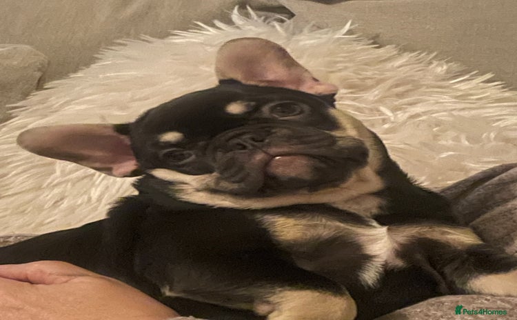 French Bulldog dogs - Advert 11