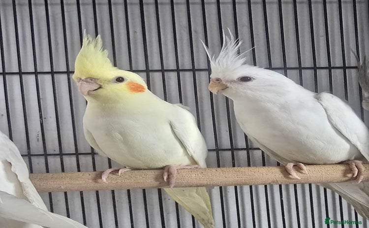 Cockatiels birds - Advert 6