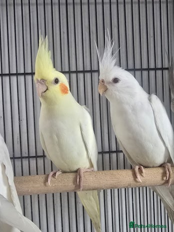 Cockatiels birds - Advert 6