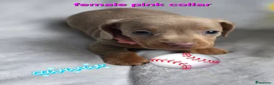 Dachshund Pink collar 