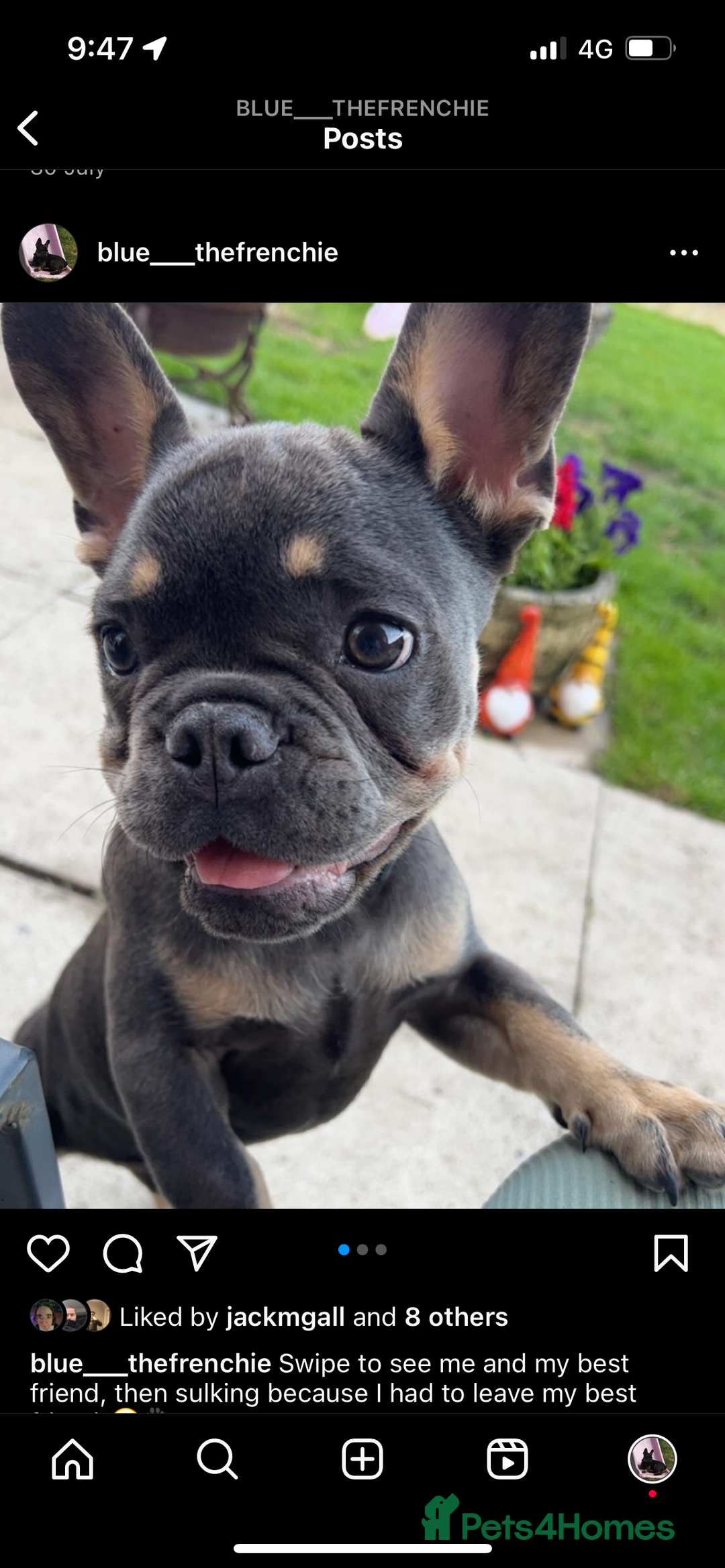 French Bulldog dogs for sale: 2 year old male, name is Blue - Image 7
