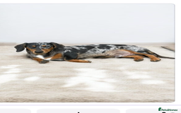 Miniature Dachshund dogs for sale: Stunning litter of Dapples 5 ⭐ Licensed Breeder - Image 21