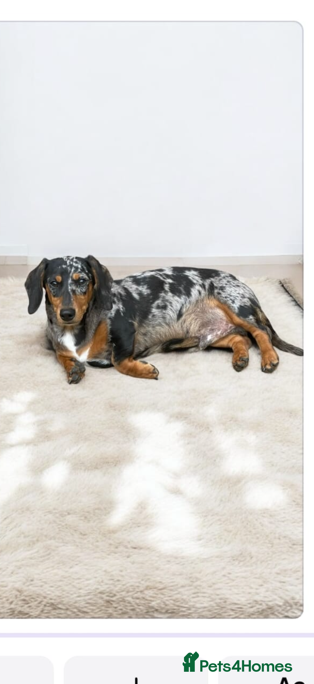 Miniature Dachshund dogs for sale: Stunning litter of Dapples 5 ⭐ Licensed Breeder - Image 21