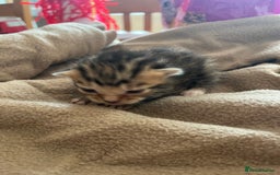 Bengal cats for sale: Beautiful Part/ cross Bengal Kittens - Image 4