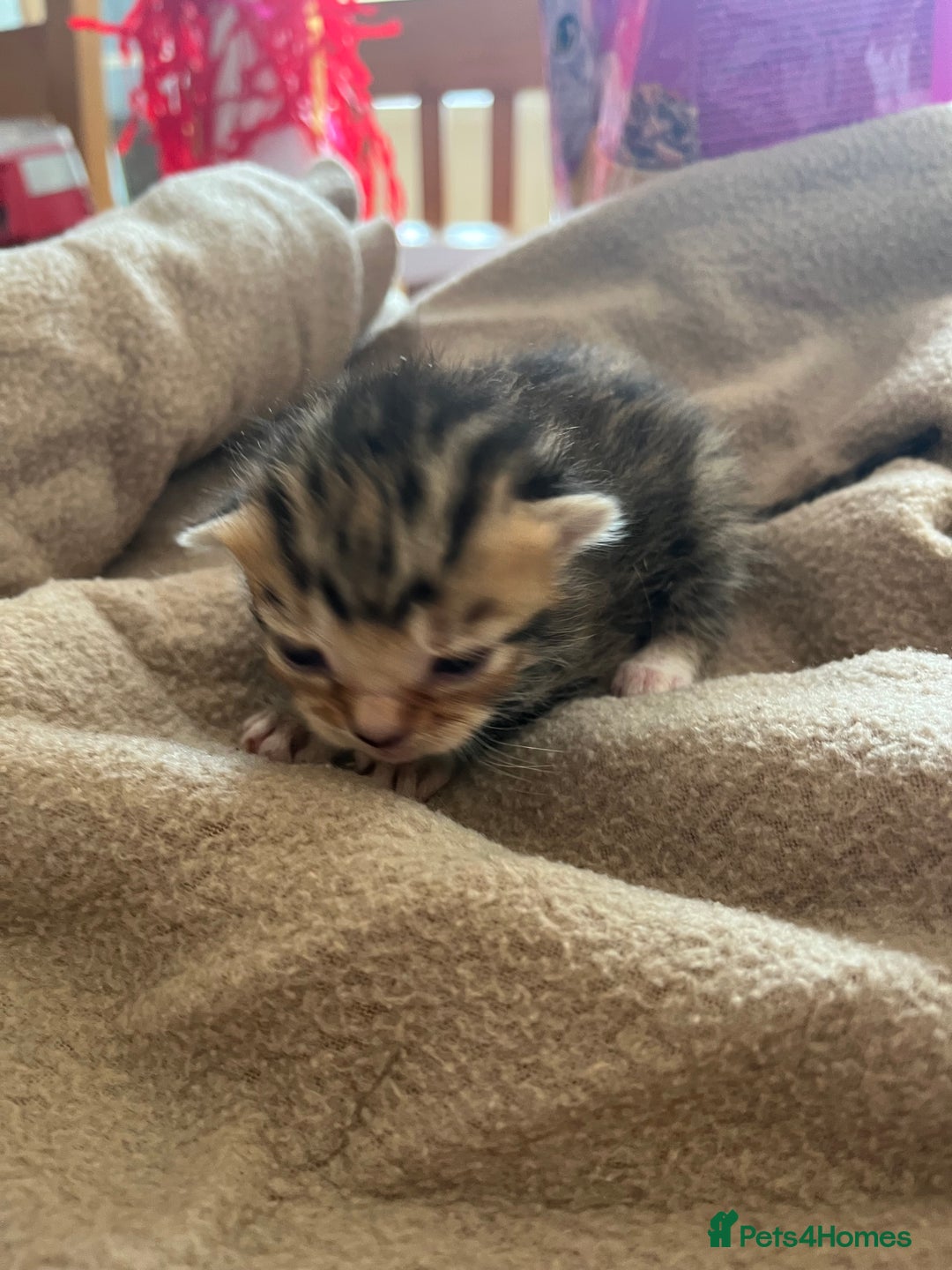 Bengal cats for sale: Beautiful Part/ cross Bengal Kittens - Image 4