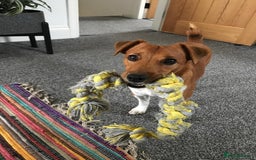 Plummer Terrier dogs for sale: Loving Plummer Terrier for Re Homing - Image 2
