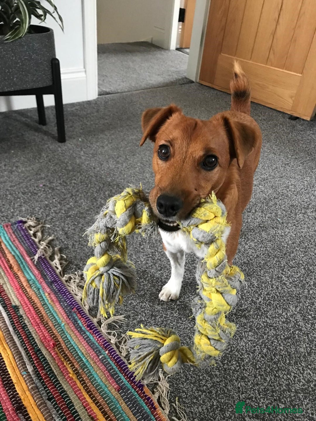 Plummer Terrier dogs for sale: Loving Plummer Terrier for Re Homing - Image 2