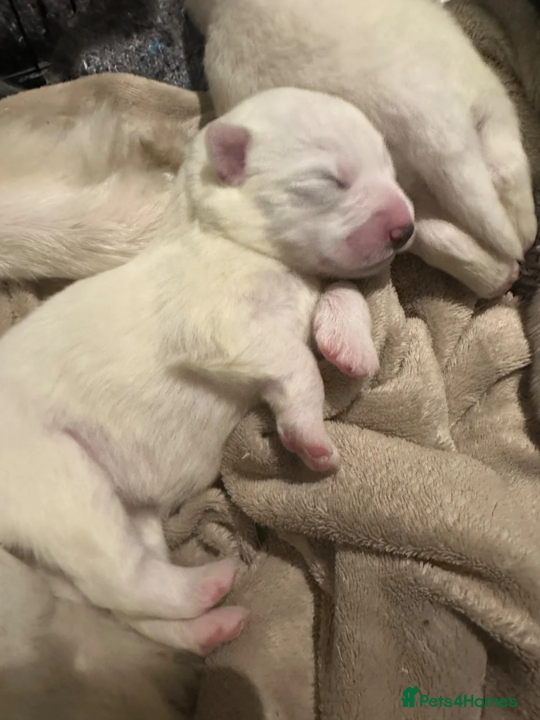 Samoyed dogs for sale:     Adorable Samoyed Puppies Looking for 5★ Homes - Advert 18