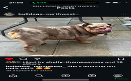 English Bulldog dogs for sale: Rehoming Nelly my British bulldog girl - Image 5