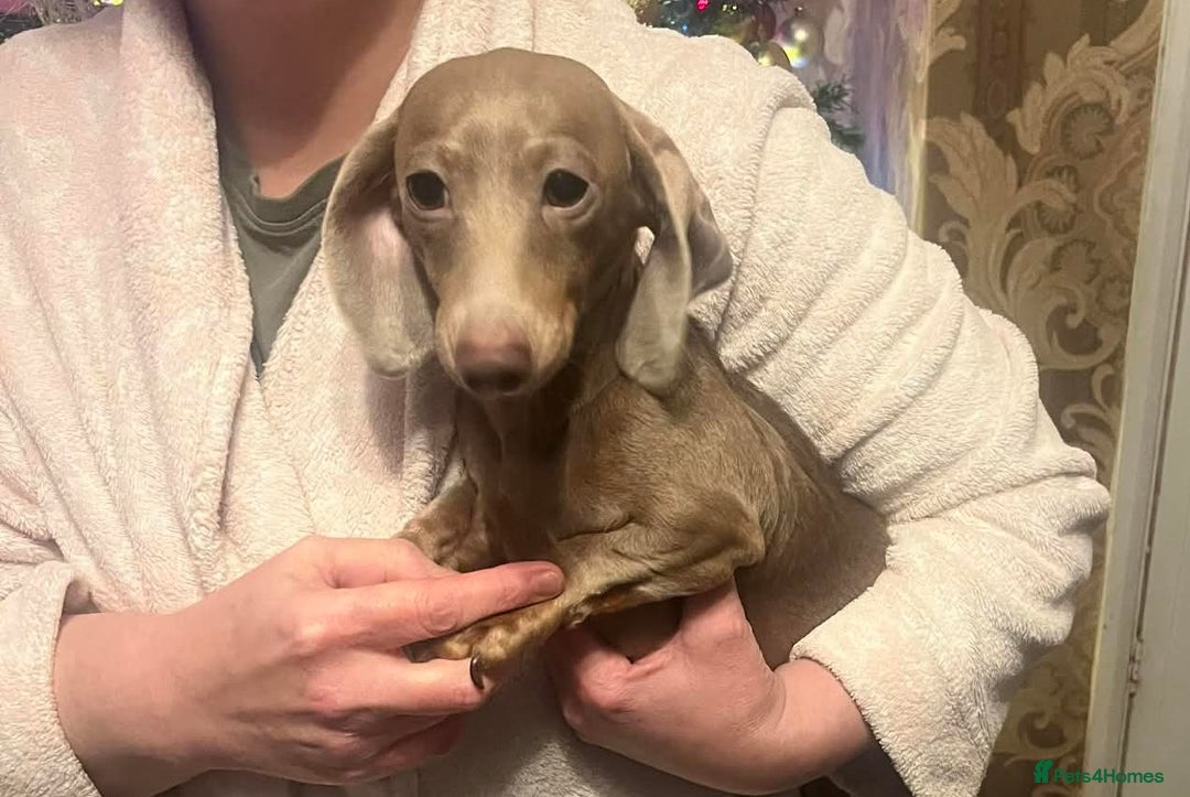 Dachshund dogs for sale: 2 dashound girls  - Advert 3