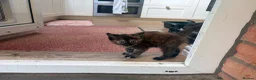 Mixed Breed cats for sale: Beautiful tabby kitten - unusual markings - Advert 6