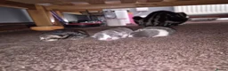 Mixed Breed cats for adoption: Rescue cat, Dolly's kittens- 1 boy and 1 girl left - Advert 10