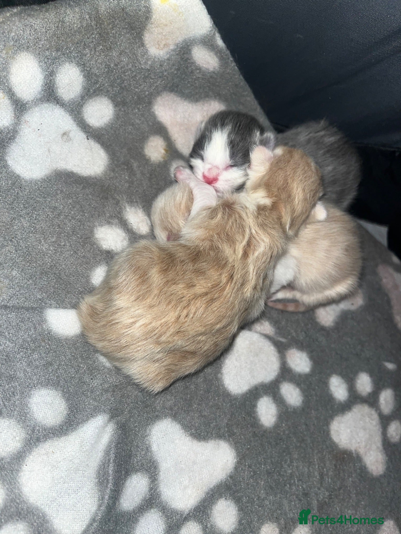 Mixed Breed cats Cookies kittens🐱 - Advert 7