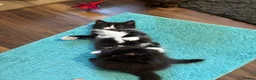 Mixed Breed cats for sale: Half ragdoll kittens! - Advert 21