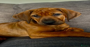 Rhodesian Ridgeback dogs - Advert 3