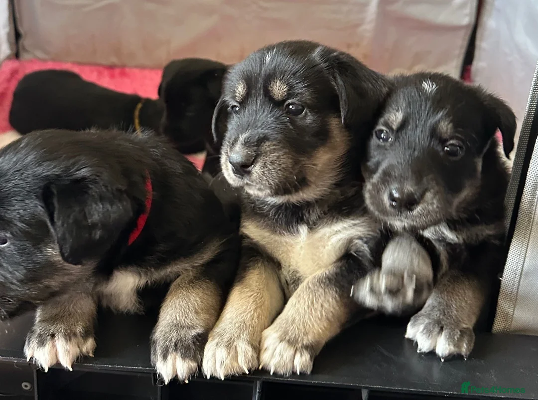 Mixed Breed dogs for sale: Beautiful family raised Husky x Springador Puppies in Downpatrick - Advert 2