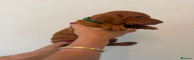 Hungarian Vizsla 2