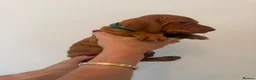 Hungarian Vizsla dogs for sale: KC Hungarian Vizsla Puppies - Advert 14