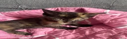 Mixed Breed cats for sale: Ready now stunning kittens  in Gravesend - Advert 7