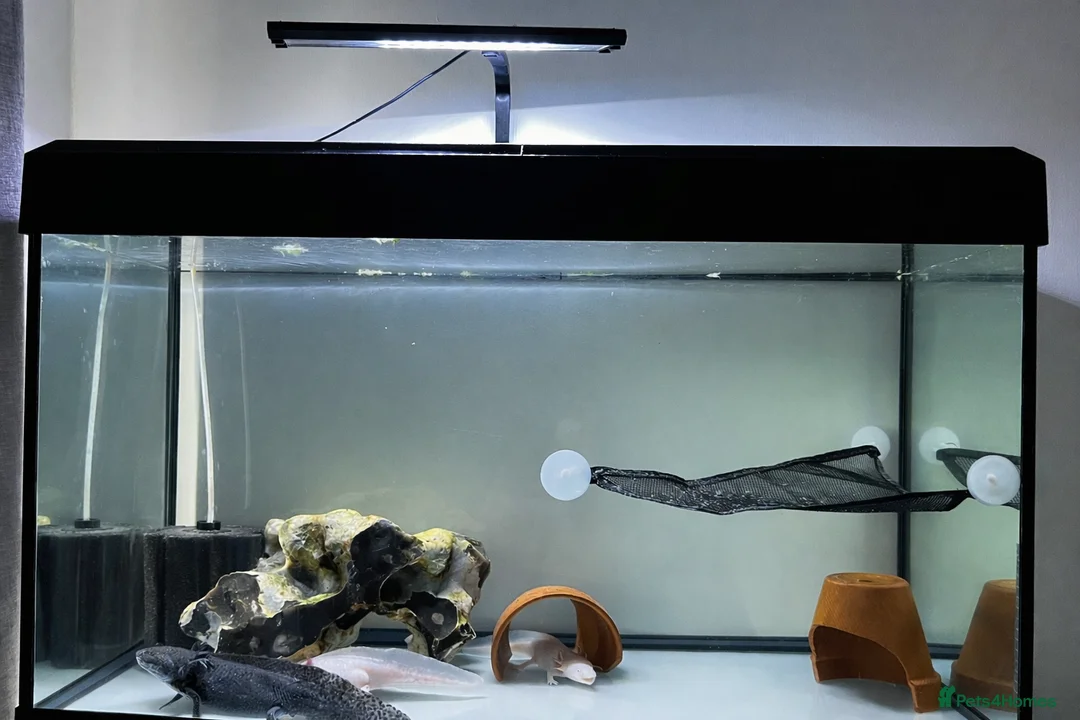 Axolotl reptiles for sale: 3 axolotls and complete set up  - Advert 1