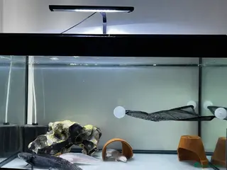 Axolotl reptiles 3 axolotls and complete set up - Advert 1